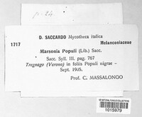Drepanopeziza populi image